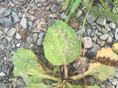 Phytomyza plantaginis