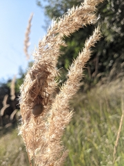 Cheiracanthium punctorium