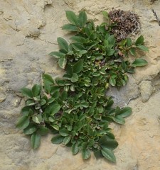 Rhamnus myrtifolia