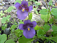 Diascia parviflora