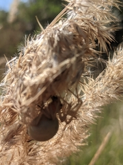 Cheiracanthium punctorium