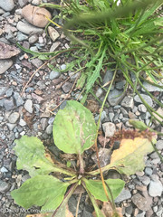 Phytomyza plantaginis