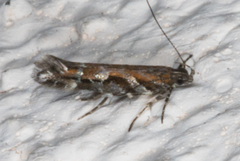 Aristotelia adceanotha