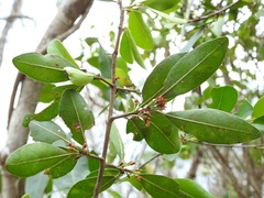 Erythroxylum mexicanum