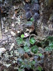Lobelia ardisiandroides