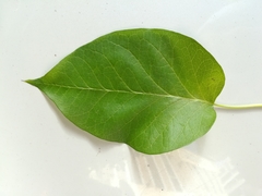 Maclura pomifera