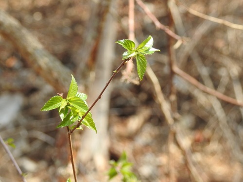 Acalypha chiapensis (Acalypha chiapensis)