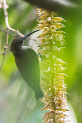 Arachnothera longirostra