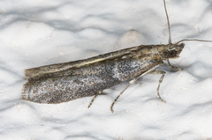 Acrobasis comptella