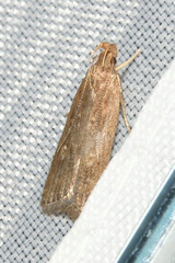 Helcystogramma triannulella