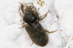 Heteroceridae