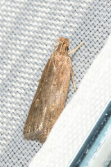 Helcystogramma triannulella