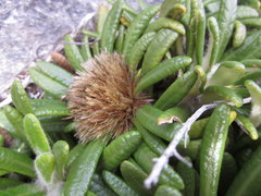 Oldenburgia paradoxa