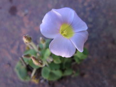 Oxalis algoensis