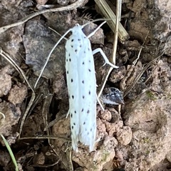 Yponomeuta malinellus