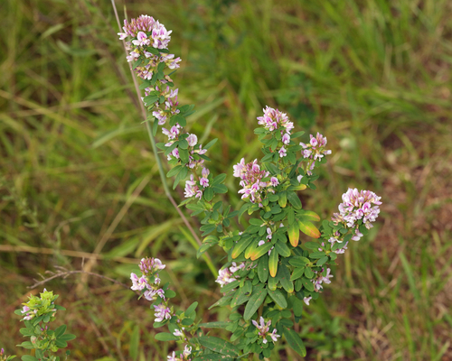Lespedeza violacea