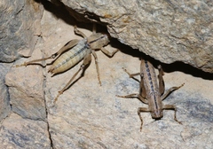 Ateloplus notatus