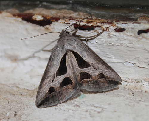Cuneisigna