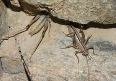 Ateloplus notatus
