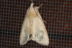 Litoprosopus coachella