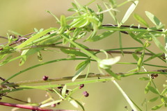 Galium uliginosum