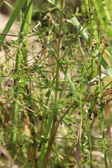 Galium uliginosum