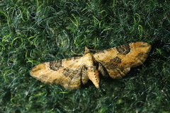 Eupithecia gueneata