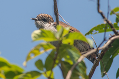 Cacomantis sonneratii