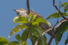 Cacomantis sonneratii