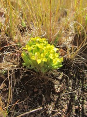 Sebaea compacta