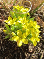 Sebaea compacta