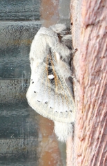 Bombycopsis tephrobaphes