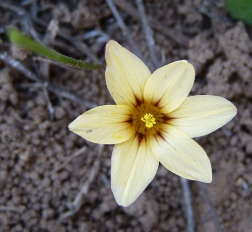 Romulea sphaerocarpa