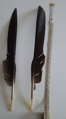 Plume de Cigogne noire