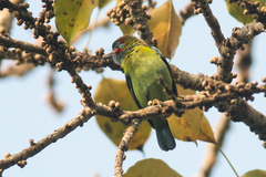 Psilopogon duvaucelii