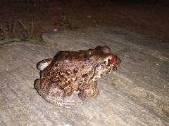 Leptodactylus vastus