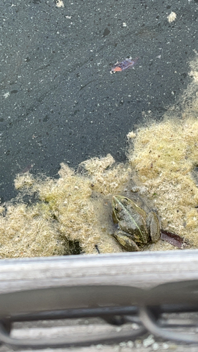 Wasserfrösche