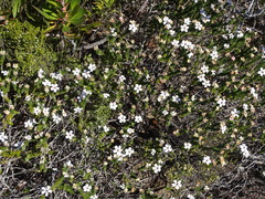 Adenandra obtusata