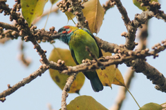 Psilopogon duvaucelii