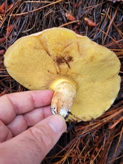 Suillus occidentalis