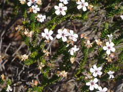 Adenandra obtusata