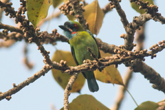 Psilopogon duvaucelii