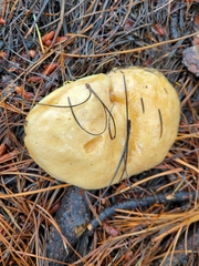 Suillus occidentalis