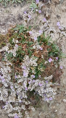 Limonium ovalifolium