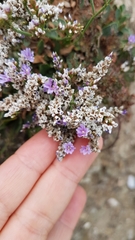 Limonium ovalifolium