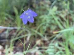 Campanula parryi