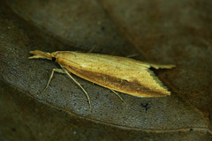 Donacaula forficella