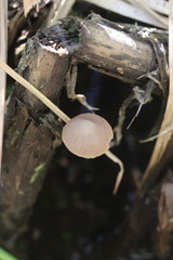 Candolleomyces typhae