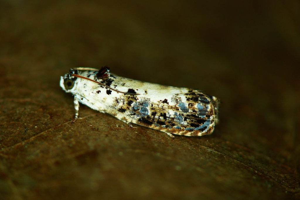 White-backed Marble