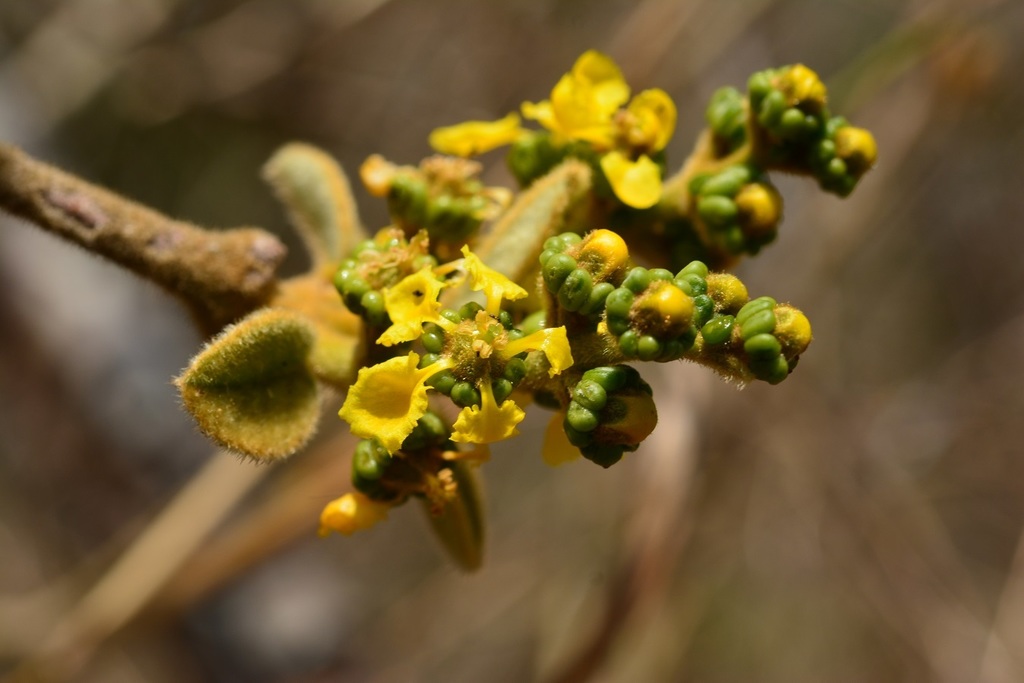 Bunchosia montana